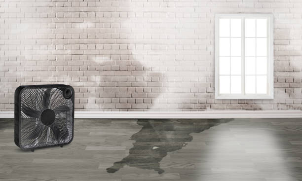 Best Water damage restoration near me  in Niceville, FL